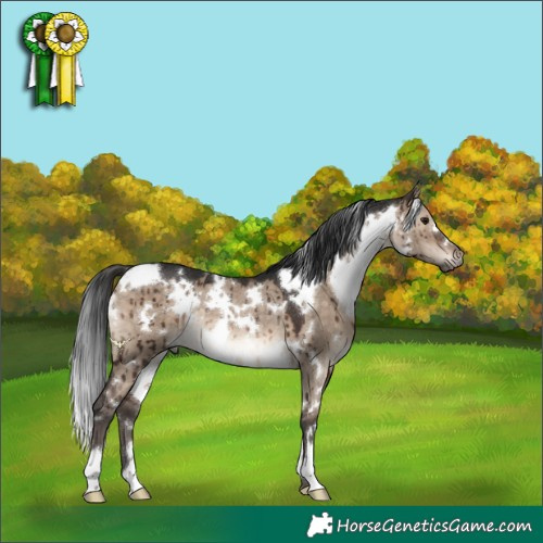 Horse Color:White Spotted Brown Dun Rabicano Brindle 