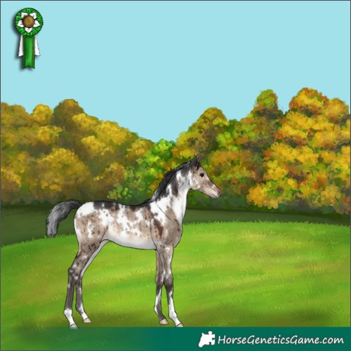 Horse Color:White Spotted Brown Dun Rabicano Brindle 
