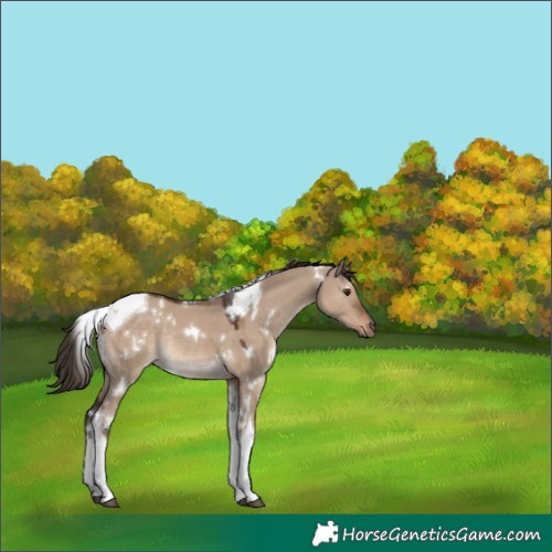 Horse Color:White Spotted Liver Red Dun Tobiano Rabicano 