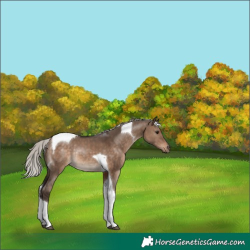 Horse Color:Silver Brown Dun Tobiano Rabicano 