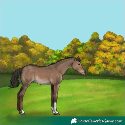 Horse Color:Liver Red Dun Tobiano Rabicano 