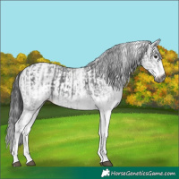 Horse Color:Gray White Spotted Black Rabicano  and Gray White Spotted Black Splash Rabicano 