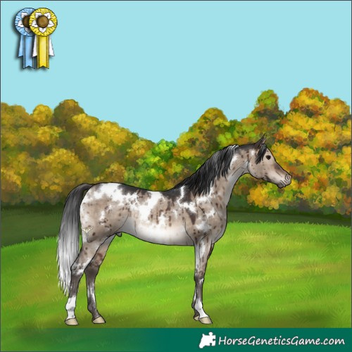 Horse Color:White Spotted Brown Dun Rabicano Brindle 