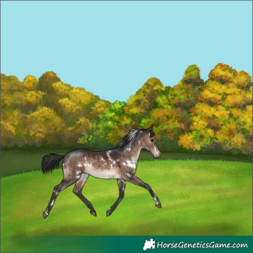 Horse Color:White Spotted Brown Dun Rabicano Brindle