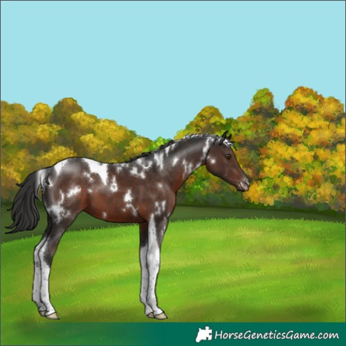 Horse Color:White Spotted Liver Chestnut Tobiano 