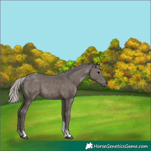 Horse Color:Silver Black Tobiano 