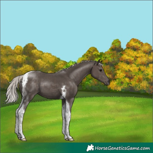 Horse Color:Silver Black Tobiano 