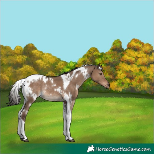Horse Color:White Spotted Liver Red Dun Tobiano Rabicano 