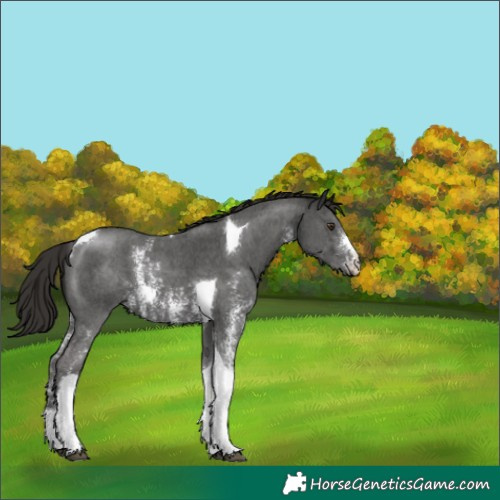 Horse Color:Liver Chestnut Sabino Tobiano 
