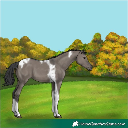 Horse Color:Grullo Tobiano 