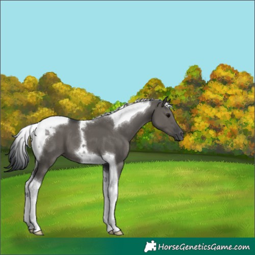 Horse Color:Grullo Tobiano 