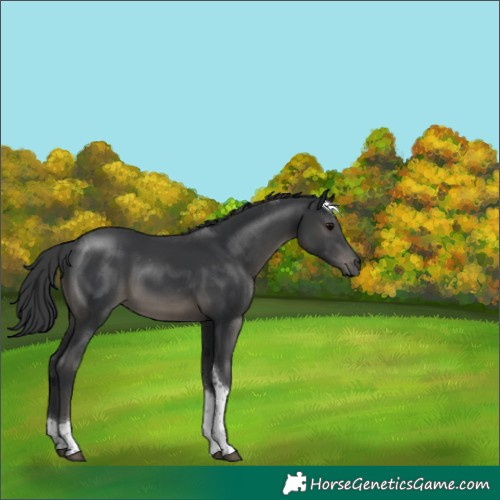 Horse Color:Black Tobiano 