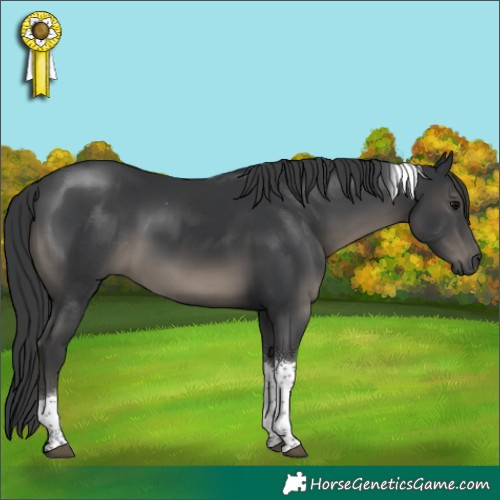 Horse Color:Black Tobiano 