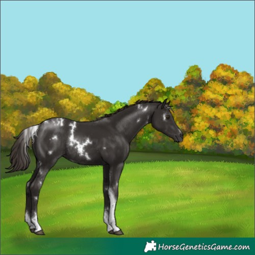 Horse Color:White Spotted Liver Chestnut Tobiano Rabicano 