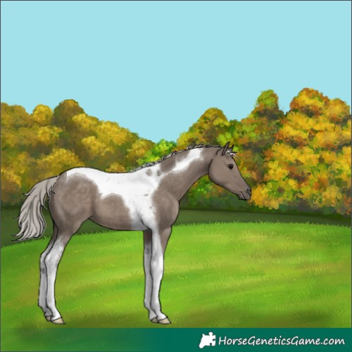 Horse Color:Silver Grullo Tobiano 