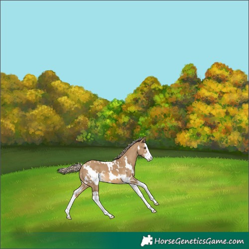 Horse Color:White Spotted Chocolate Palomino Dun Splash 