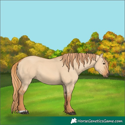 Horse Color:Red Dun 