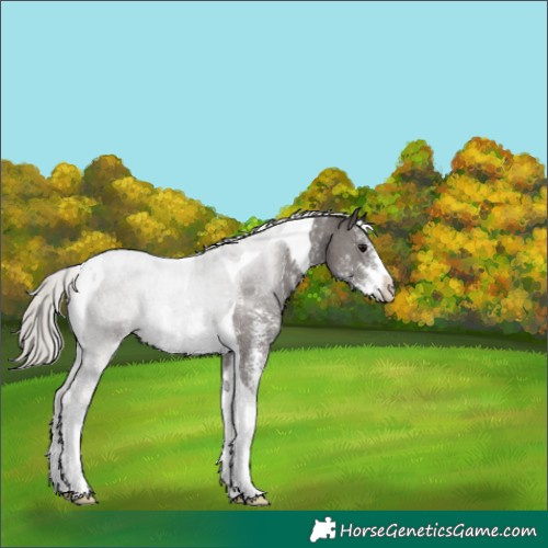 Horse Color:Silver Black Sabino Tobiano 