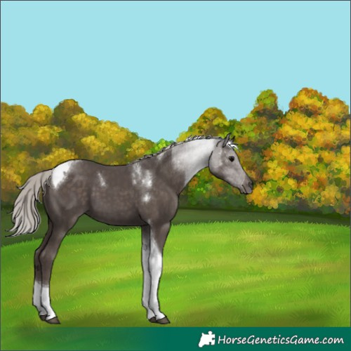 Horse Color:Silver Black Tobiano 