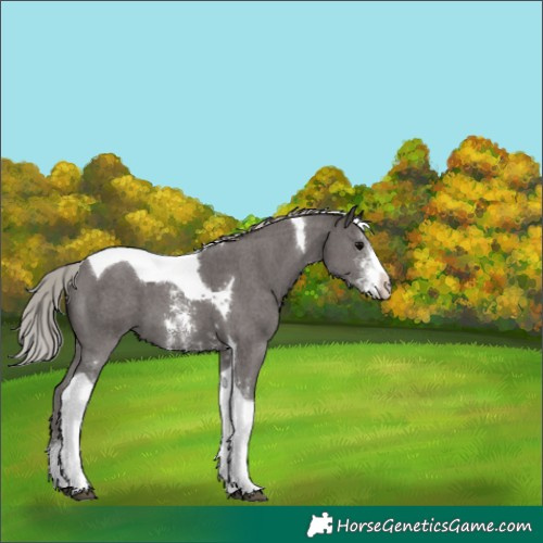 Horse Color:Silver Black Sabino Tobiano 