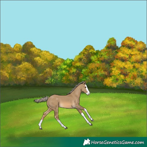 Horse Color:Chocolate Palomino Dun Splash 