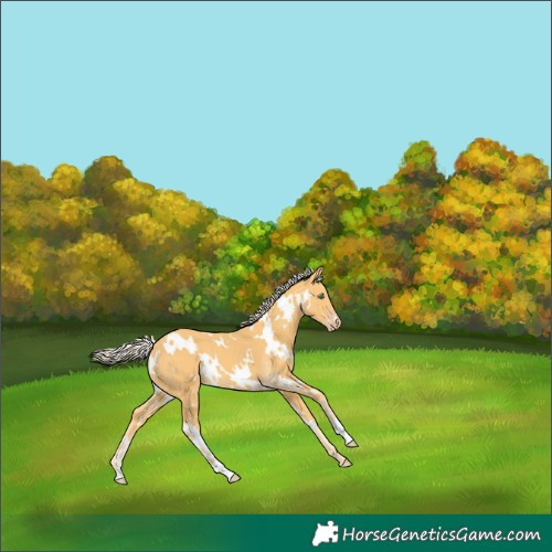 Horse Color:White Spotted Gold Cream Champagne