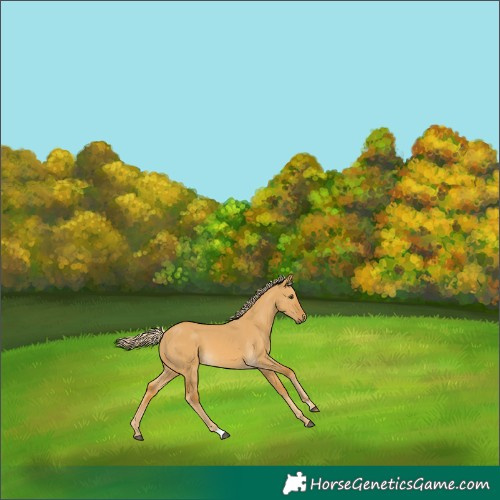 Horse Color:Palomino Dun 