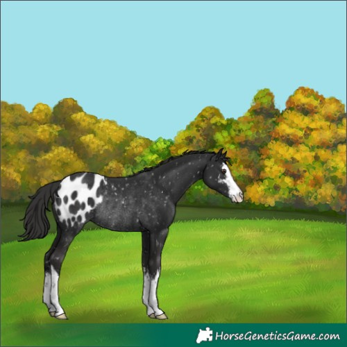Horse Color:White Spotted Liver Chestnut Appaloosa Rabicano 