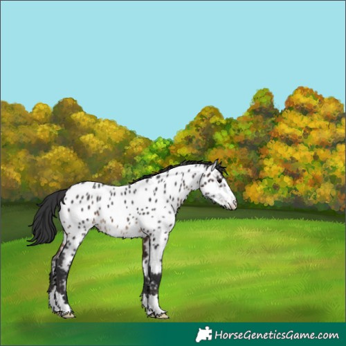 Horse Color:Brown Near Leopard 