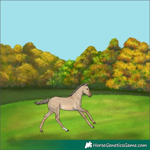 Horse Color:Chocolate Palomino Dun 