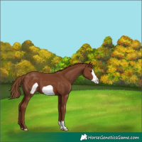Horse Color:Chestnut Frame