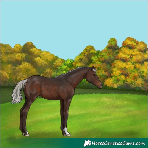 Horse Color:Silver Brown 