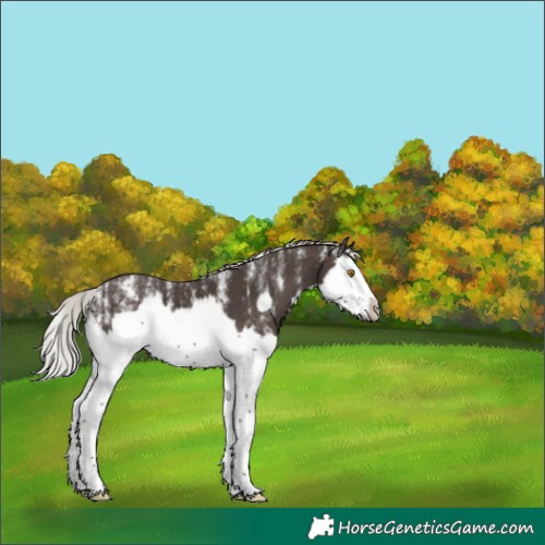 Horse Color:Powder White Silver Black Splash Frame