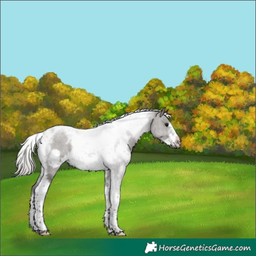 Horse Color:White Spotted Silver Black Tobiano Frame 