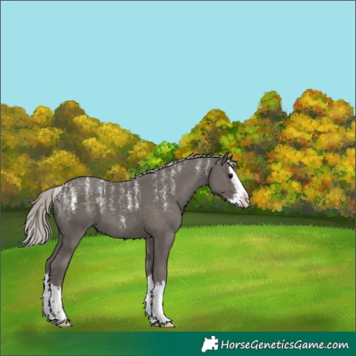 Horse Color:Powder White Silver Black Splash 