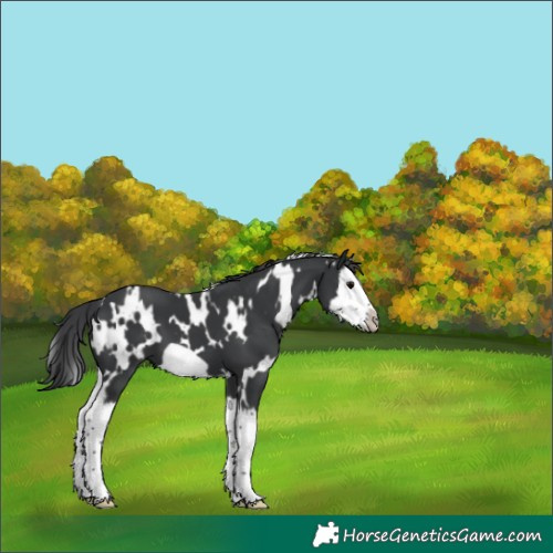 Horse Color:White Spotted Black Splash Frame 