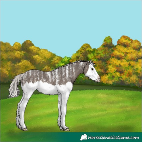 Horse Color:Powder White Silver Black Splash 