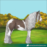 Horse Color:Silver Black Splash Tobiano Frame 
