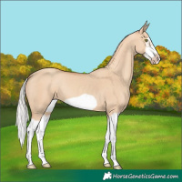 Horse Color:Silver Classic Champagne Dun Splash Frame
