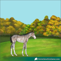 Horse Color:Brown Dun Sabino Rabicano