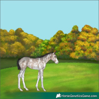 Horse Color:Brown Dun Sabino Rabicano