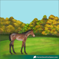 Horse Color:Brown Rabicano