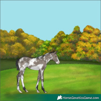 Horse Color:White Spotted Grullo Frame 