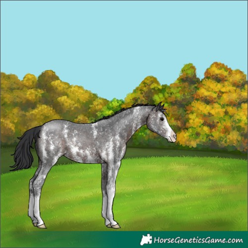 Horse Color:Brown Sabino 