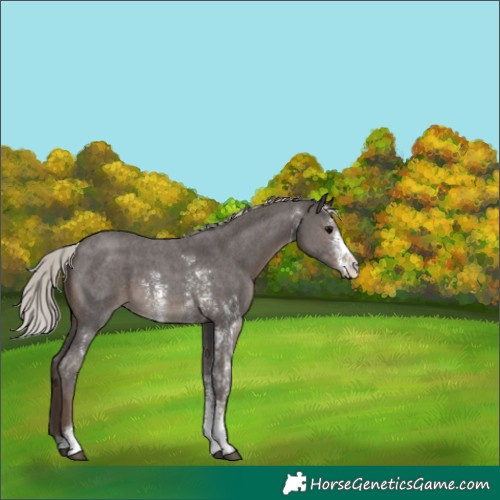 Horse Color:Silver Black Sabino 