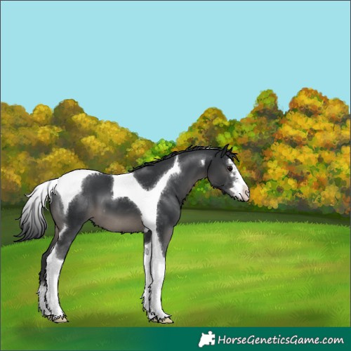 Horse Color:Black Tobiano 