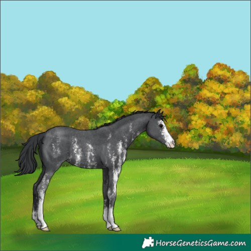 Horse Color:Black Sabino
