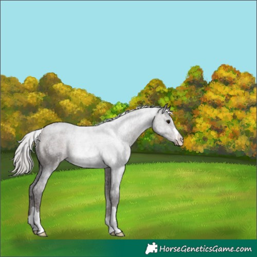 Horse Color:Silver Brown 