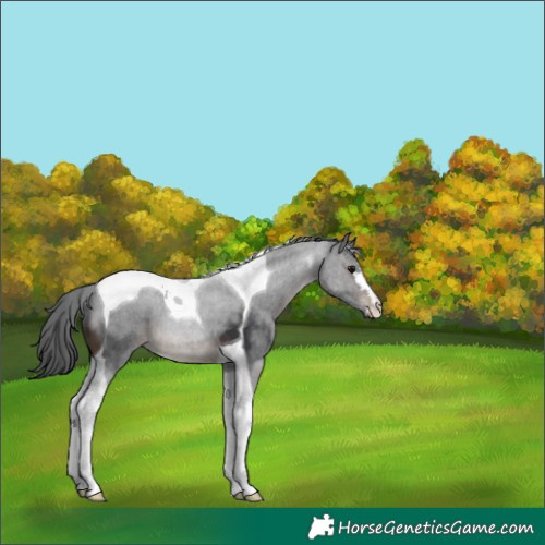 Horse Color:Brown Tobiano 