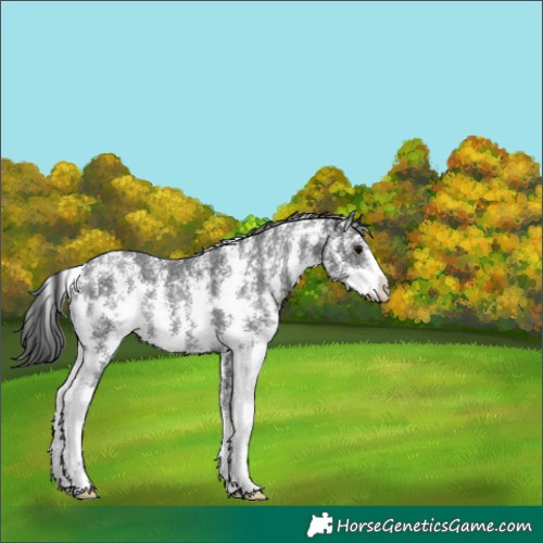 Horse Color:Black Sabino 